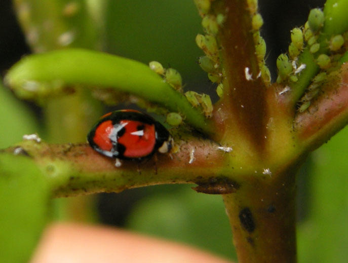 Cheilomenes sexmaculata feeding on aphids. Photo: M. Hoddle.
